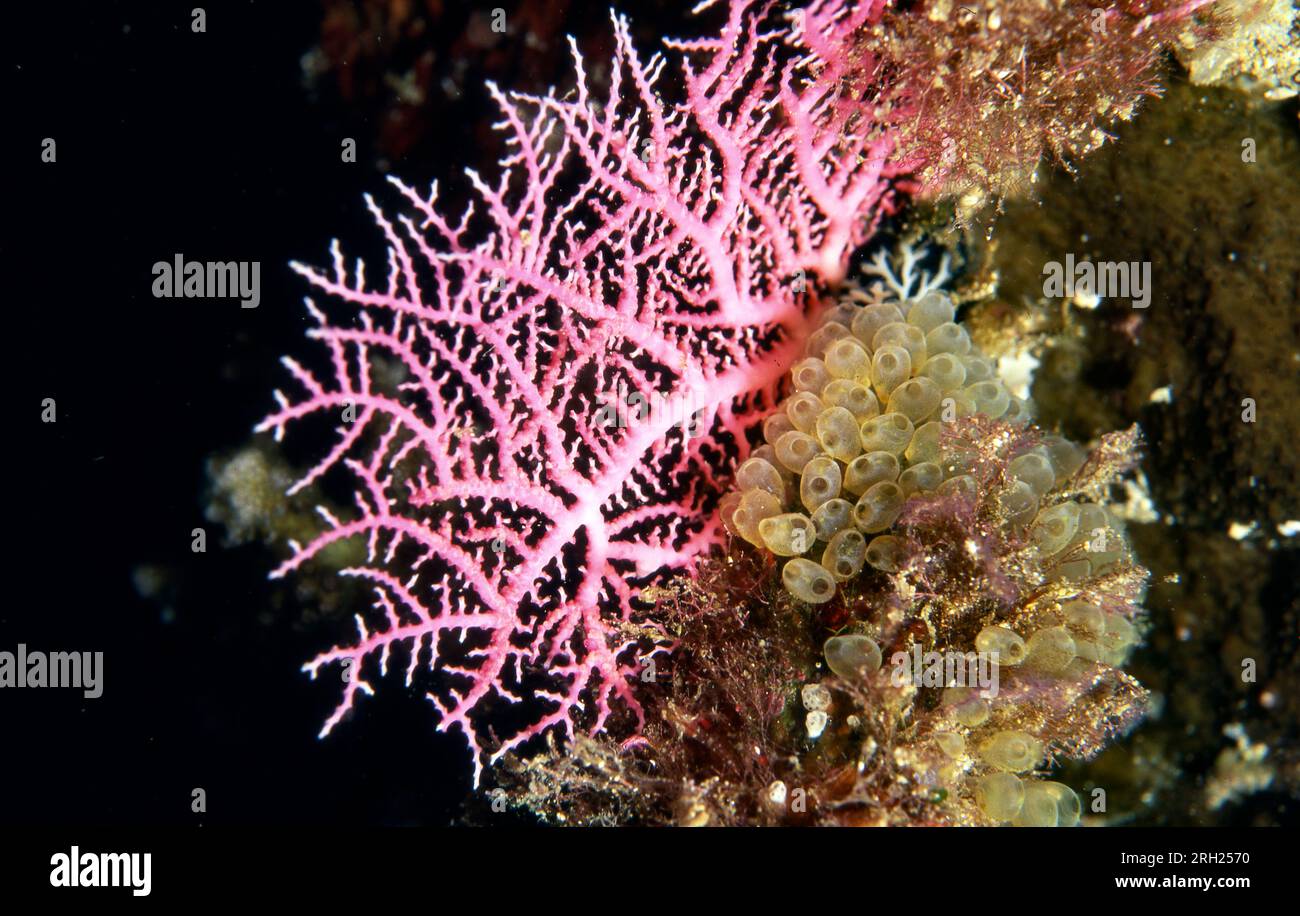 Lace coral (Stylaster sp.) and the tiny sea squirt Pycnoclavella diminiuta (yellow color form). Photo from Bunaken, North Sulawesi, Indonesia. Stock Photo