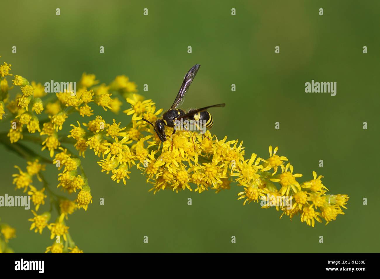 Potter wasp Ancistrocerus, subfamily Eumeninae, family Vespidae. Flowering Canada goldenrod (Solidago Canadensis). Dutch garden. Summer, August, Stock Photo