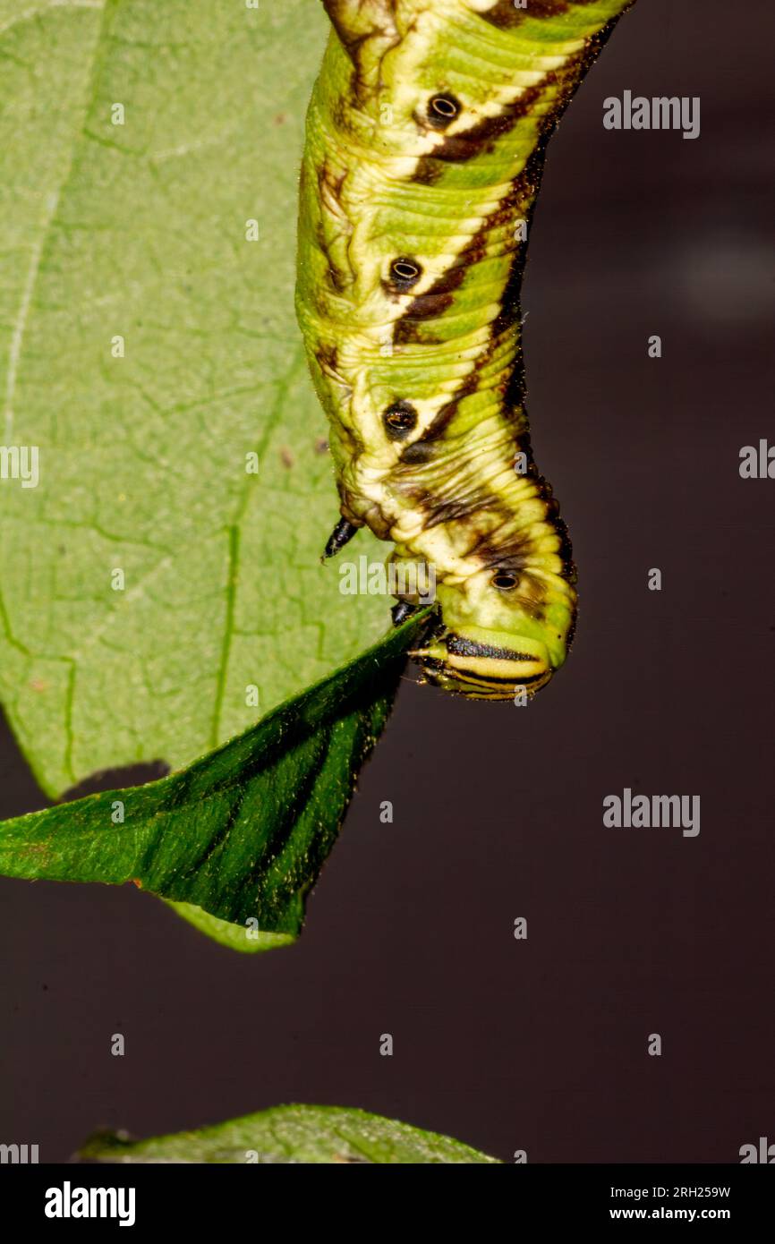 Morning Glory Hawk Moth caterpillar, Agrius convolvuli,, Malanda, Australia. Stock Photo