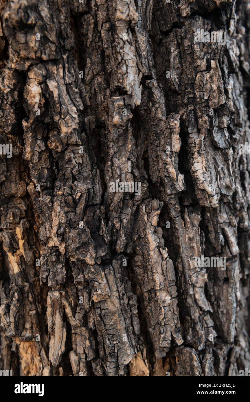 Tree trunk with natural bark patterns on the surface Stock Photo