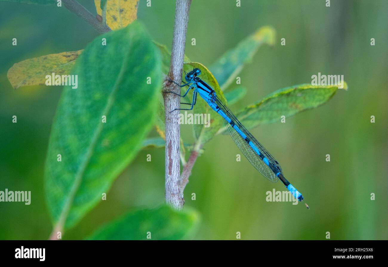 Common blue Damselfly Stock Photo - Alamy