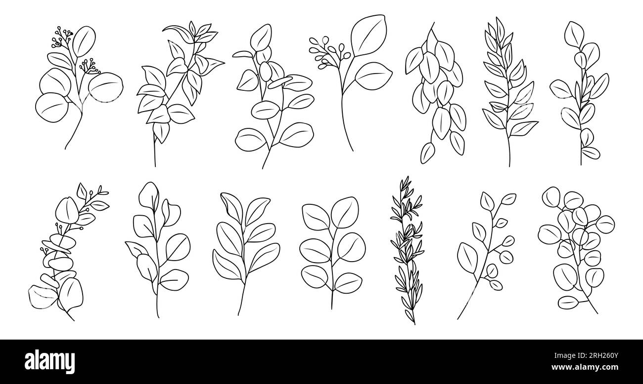 Line art eucalyptus branches, leaves vector set Stock Vector Image