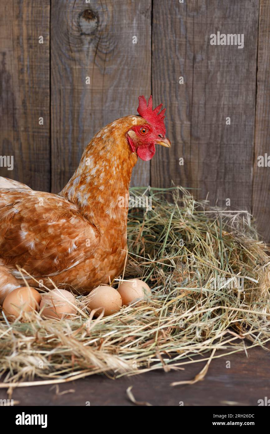 closeup of hen hatching eggs in nest of straw inside a wooden chicken ...