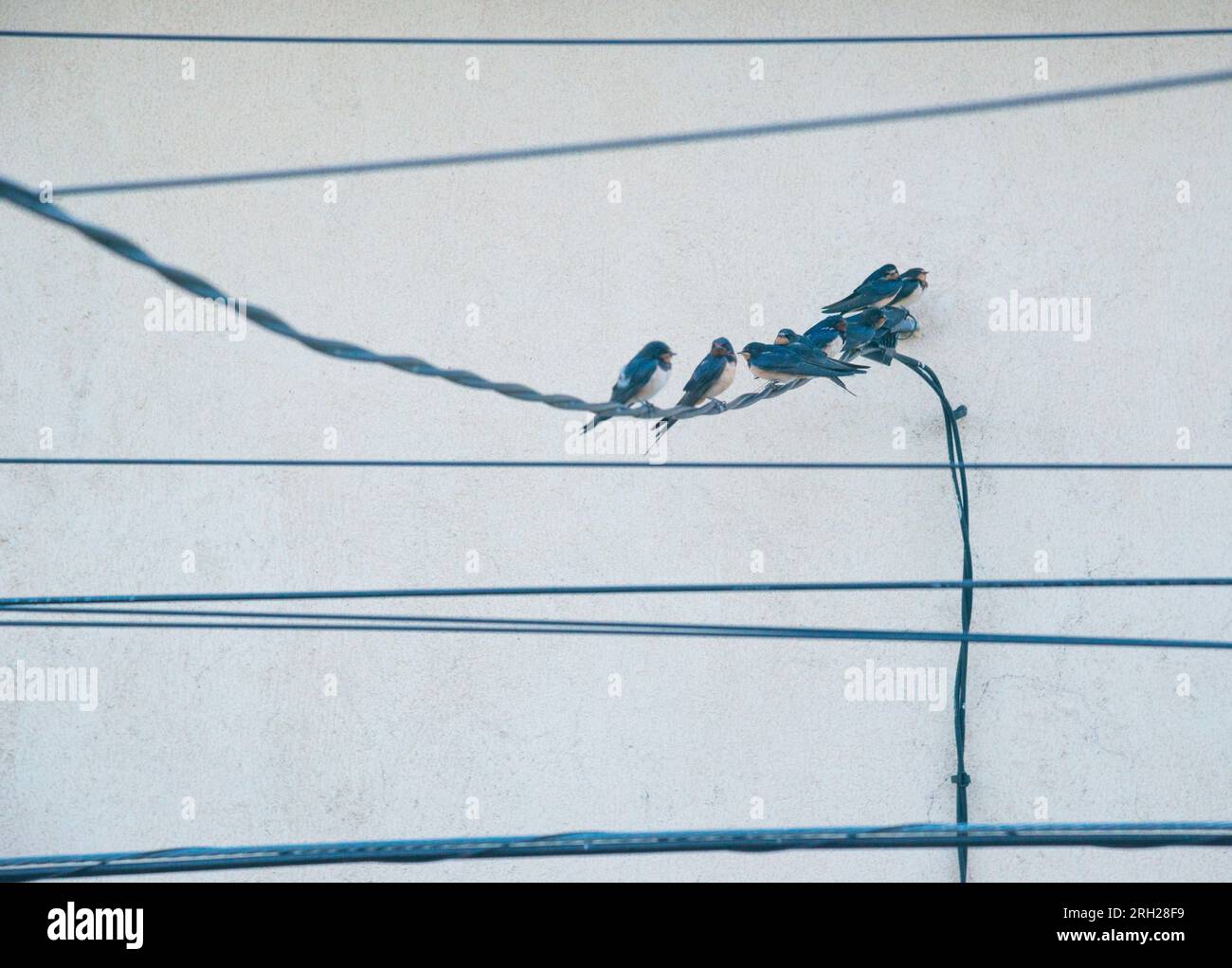 Group of swallows on a cable. Stock Photo