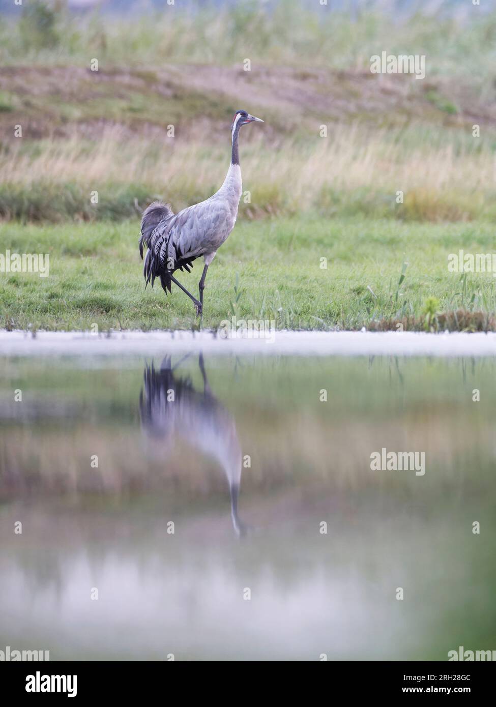 Gray common crane (Grus grus) standing on the edge Stock Photo - Alamy