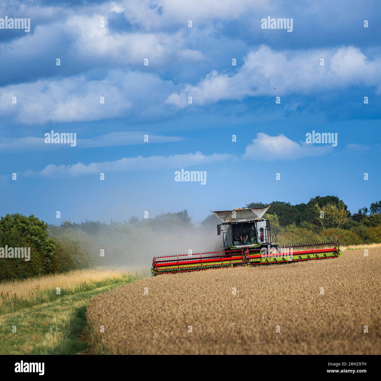 A combine harvester working in a field of wheat to harvest the corn under a stormy blue sky on a summer’s day in the UK Stock Photo