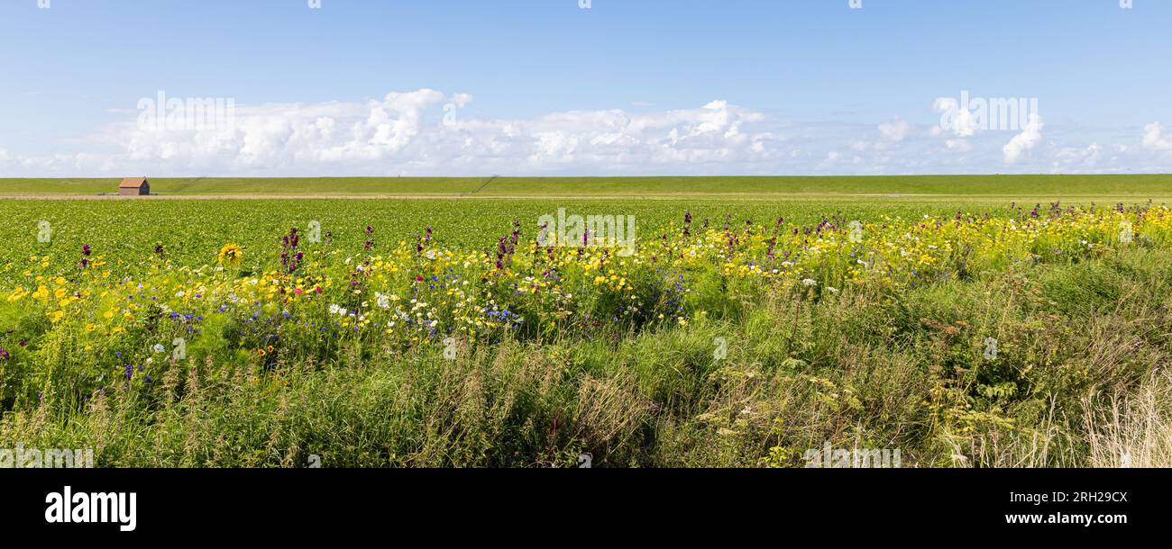 Agricultural field with floral edges in Pieterburen Het Hogeland in ...