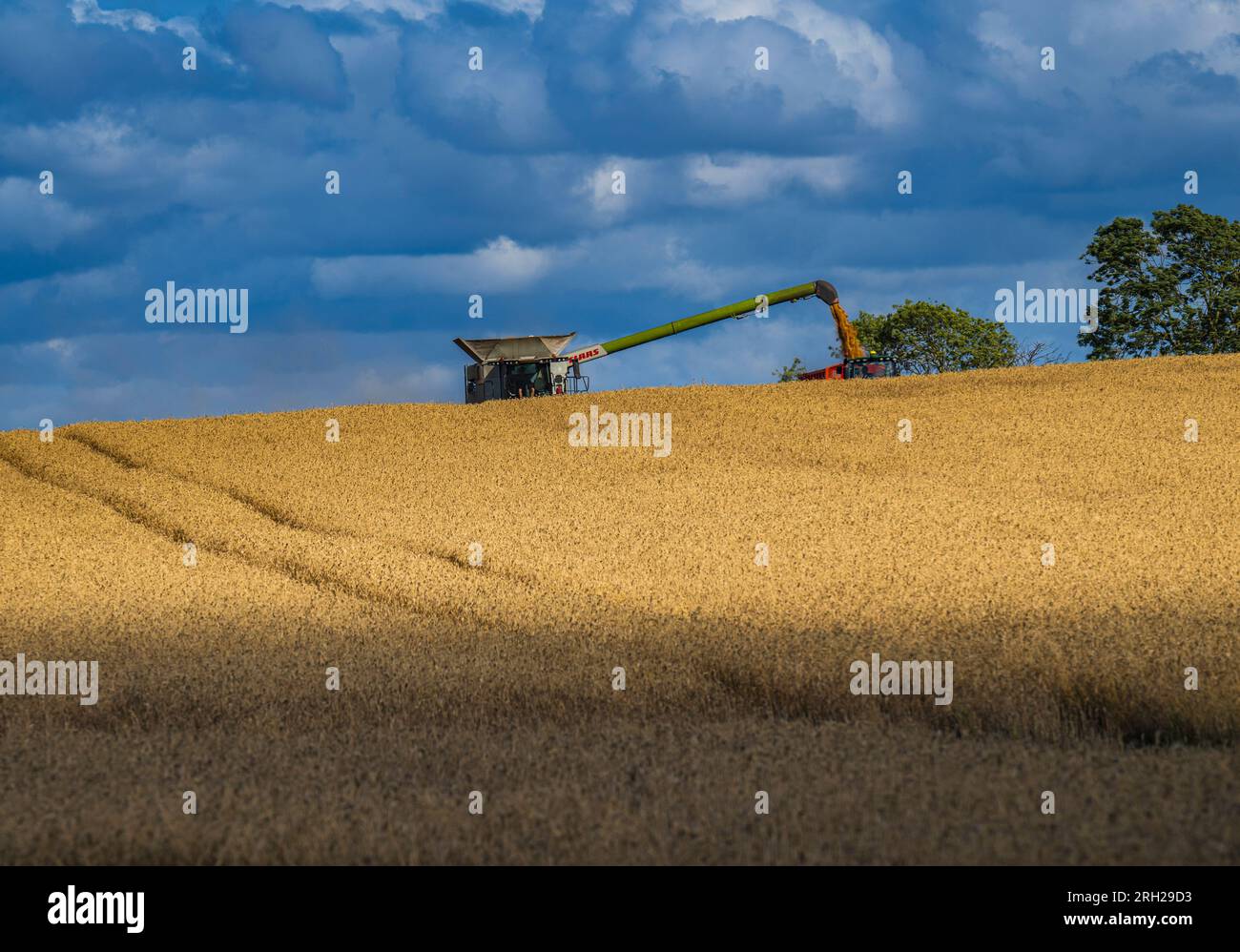 A combine harvester working in a field of wheat to harvest the corn under a stormy blue sky on a summer’s day in the UK Stock Photo