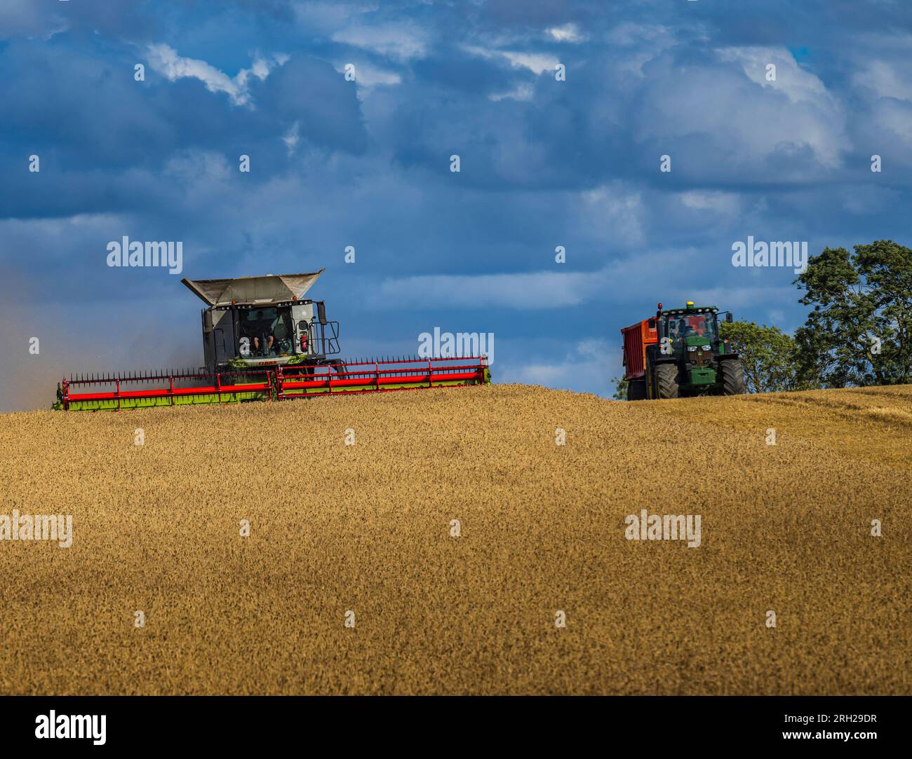 A combine harvester working in a field of wheat to harvest the corn under a stormy blue sky on a summer’s day in the UK Stock Photo