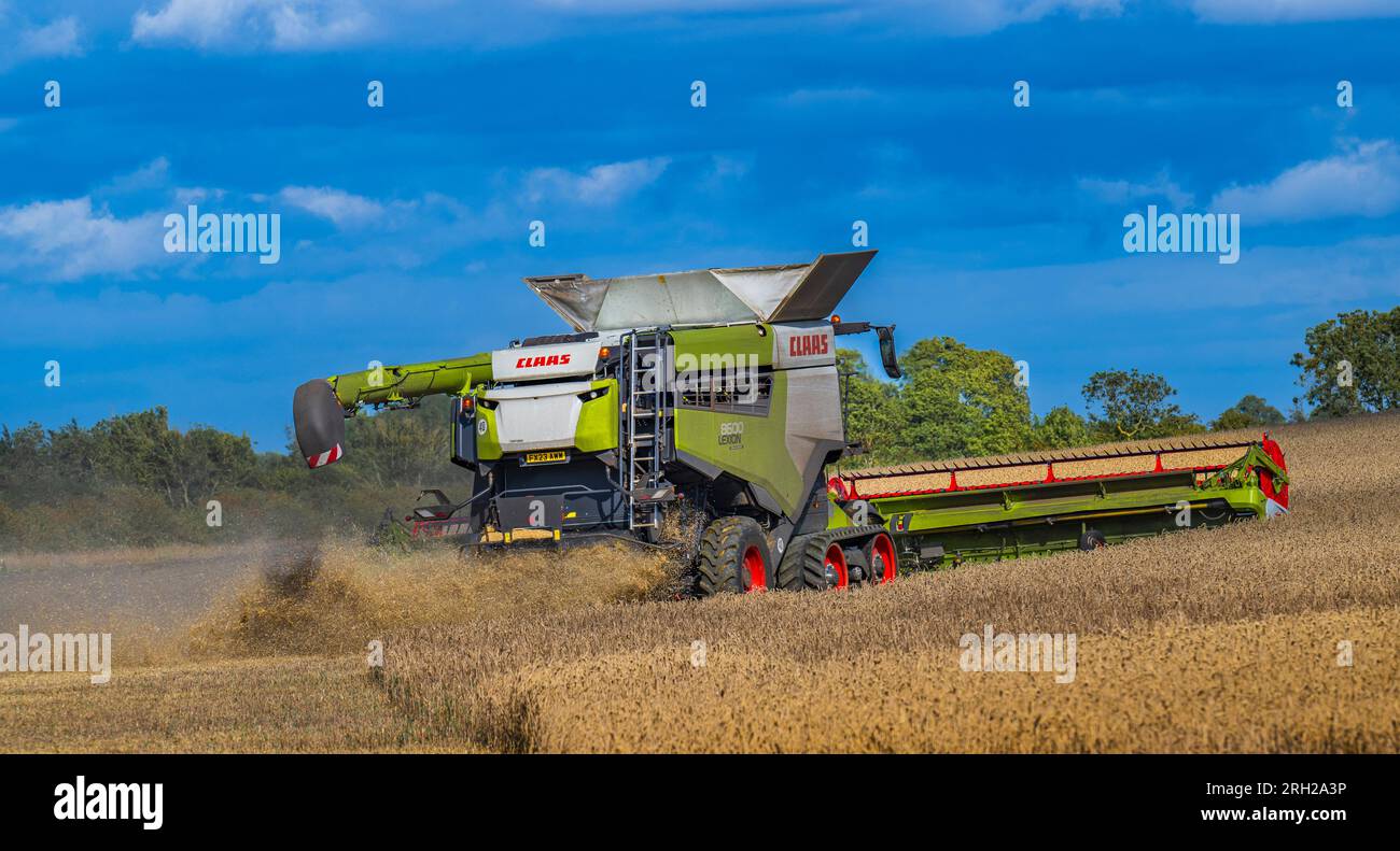 A combine harvester working in a field of wheat to harvest the corn under a stormy blue sky on a summer’s day in the UK Stock Photo