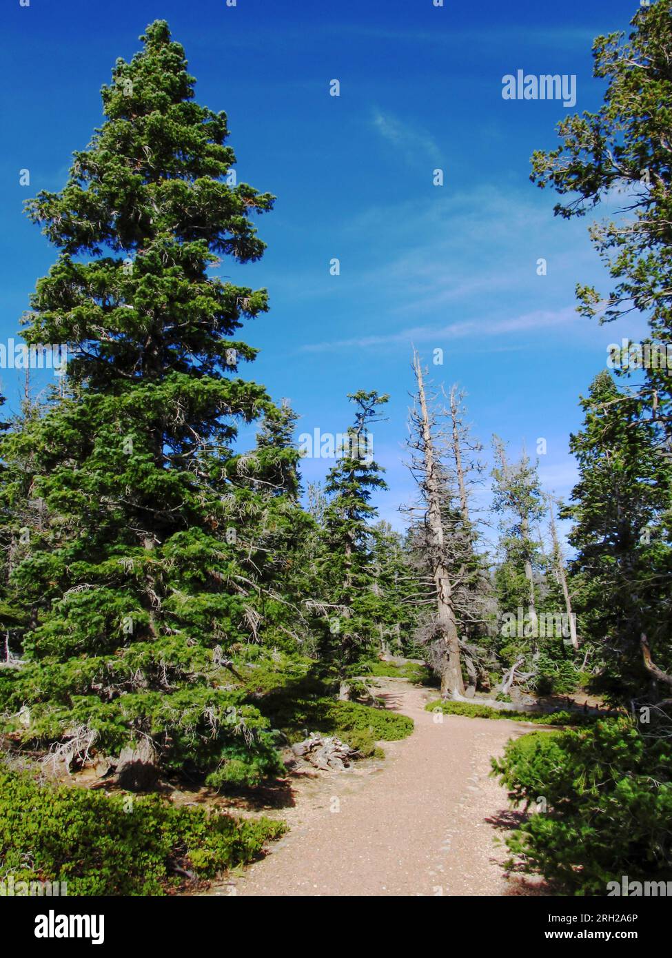 A trail leading into a high-altitude forest of Douglas fir along one of the hiking trails in Bryce Canyon National Park Stock Photo