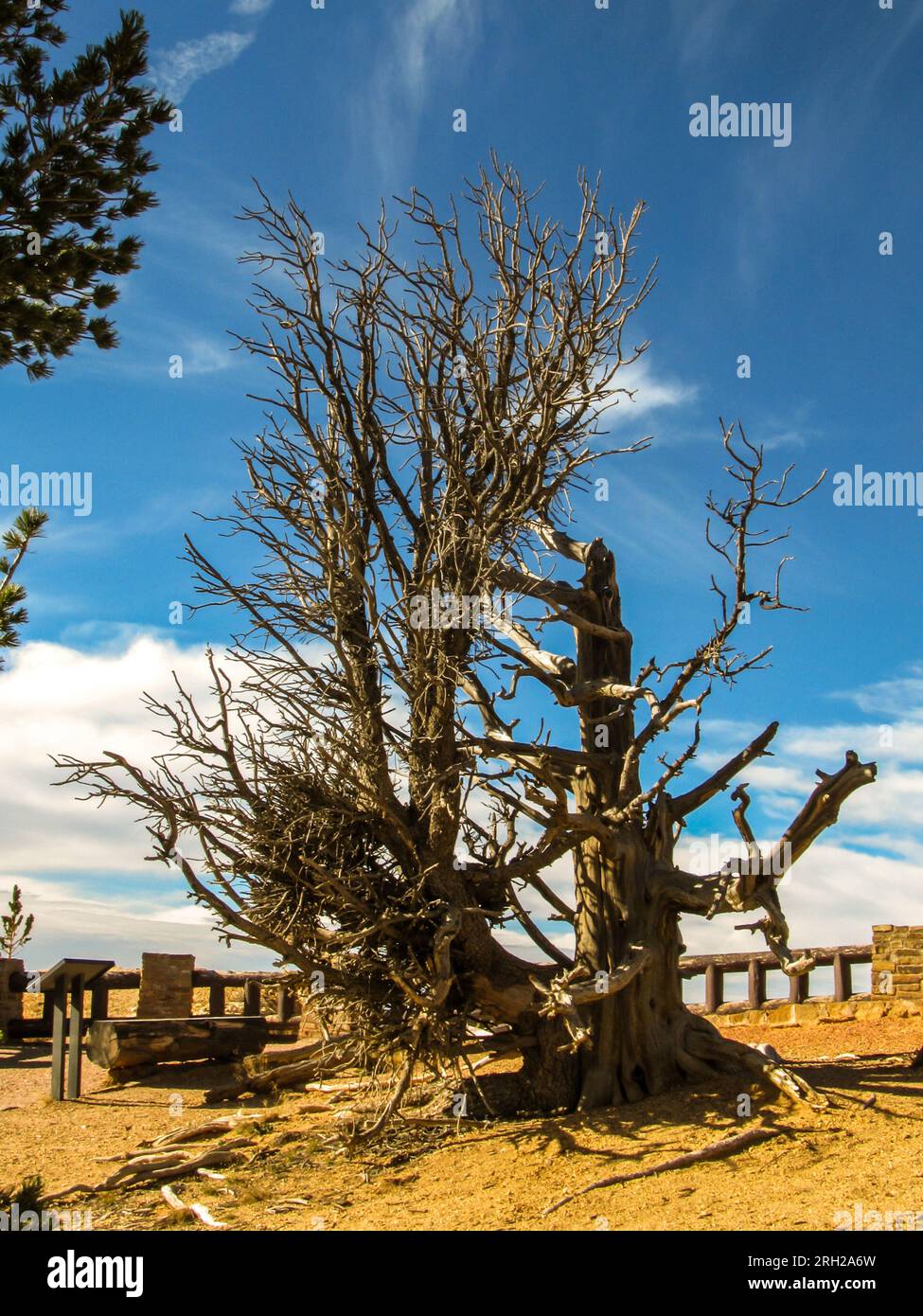 An old dead and wind beaten Bristlecone Pine, Pinus Longaeva, at Bristlecone Point in Bryce Canyon National Park Stock Photo