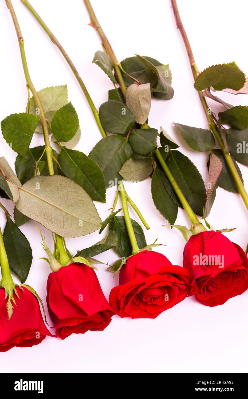 Five 5 roses hi-res stock photography and images - Alamy