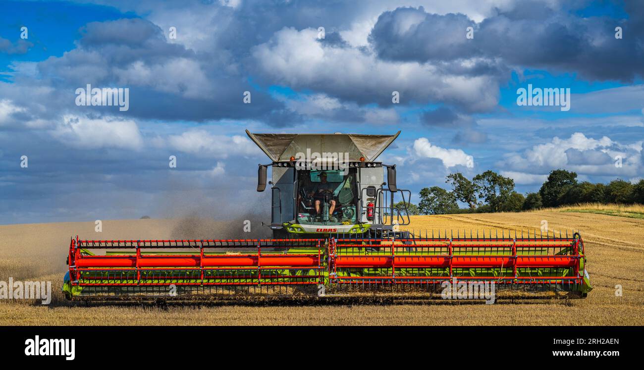 A combine harvester working in a field of wheat to harvest the corn under a stormy blue sky on a summer’s day in the UK Stock Photo