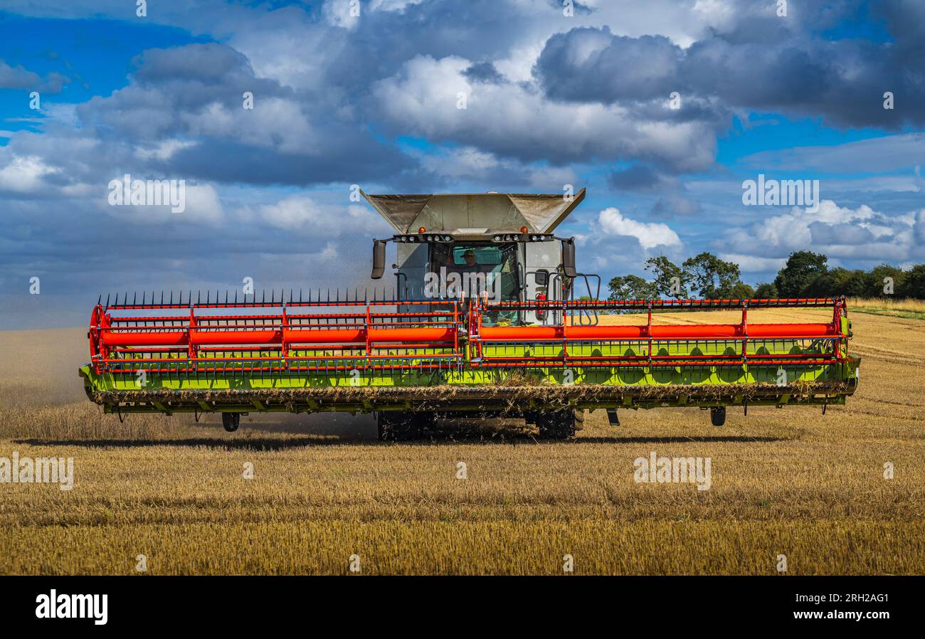 A combine harvester working in a field of wheat to harvest the corn under a stormy blue sky on a summer’s day in the UK Stock Photo