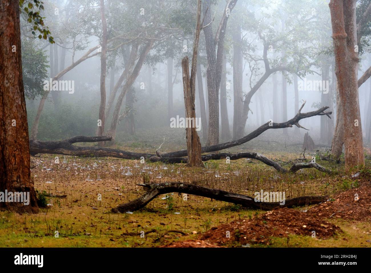 Misty Forest