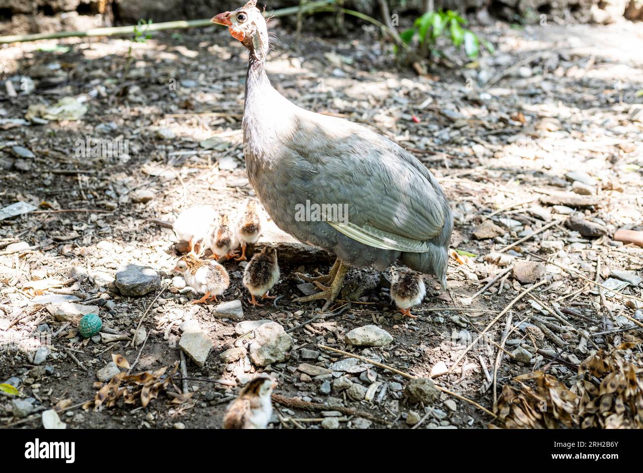 Coral blue color guineafowl hen with her new born day one keats Stock Photo