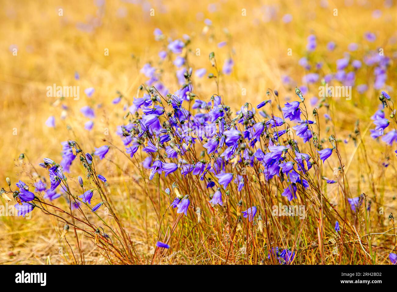 Bluebells in yellow dry grass. Sunny summer day. Stock Photo