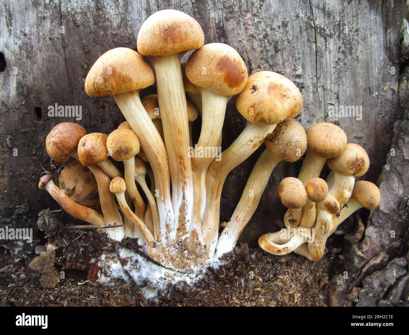 Clumps of beech mushrooms on the stump. Example of eadible mushrooms in the forest Stock Photo