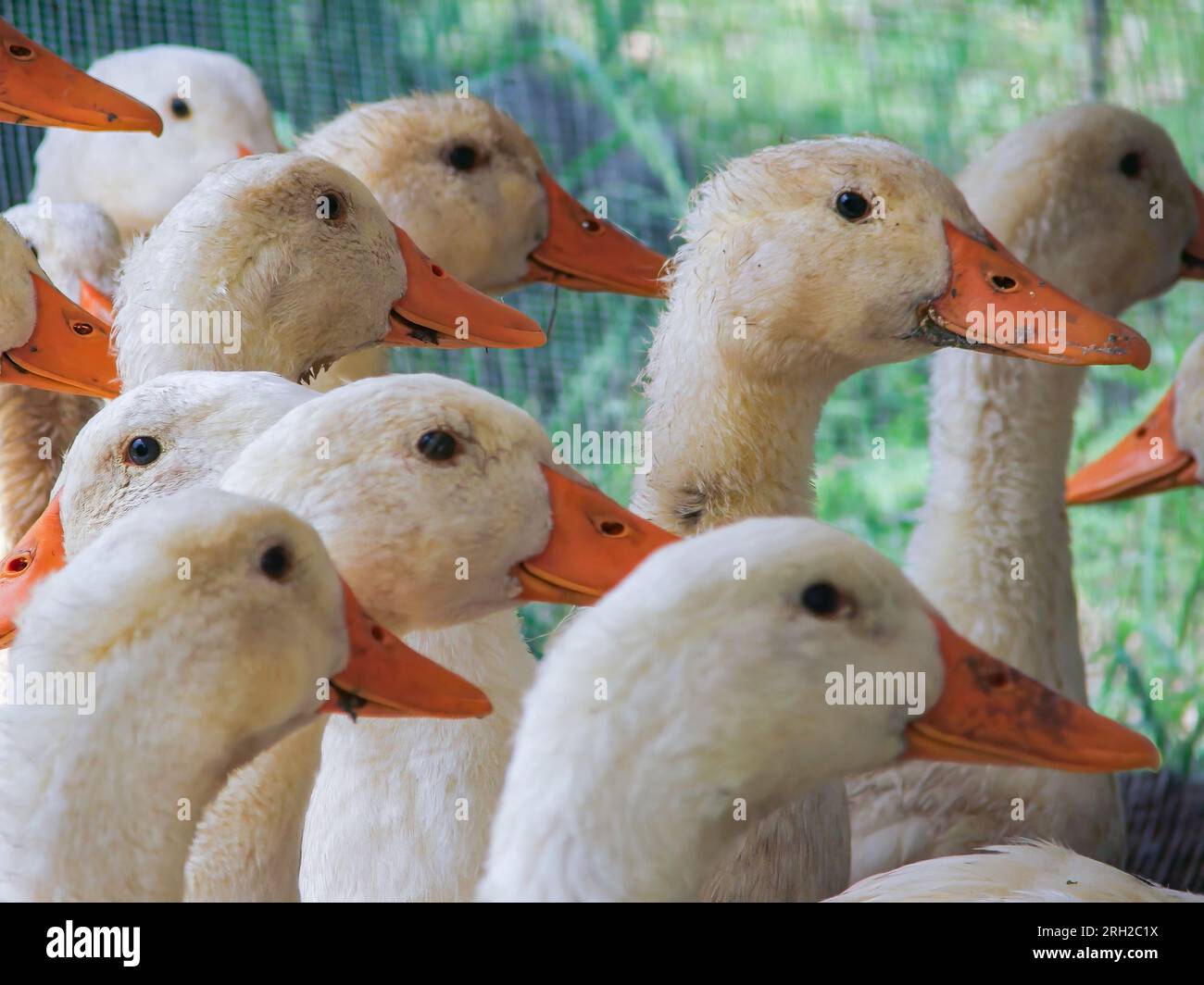 Flock of white domestic geese. Selective focus Stock Photo
