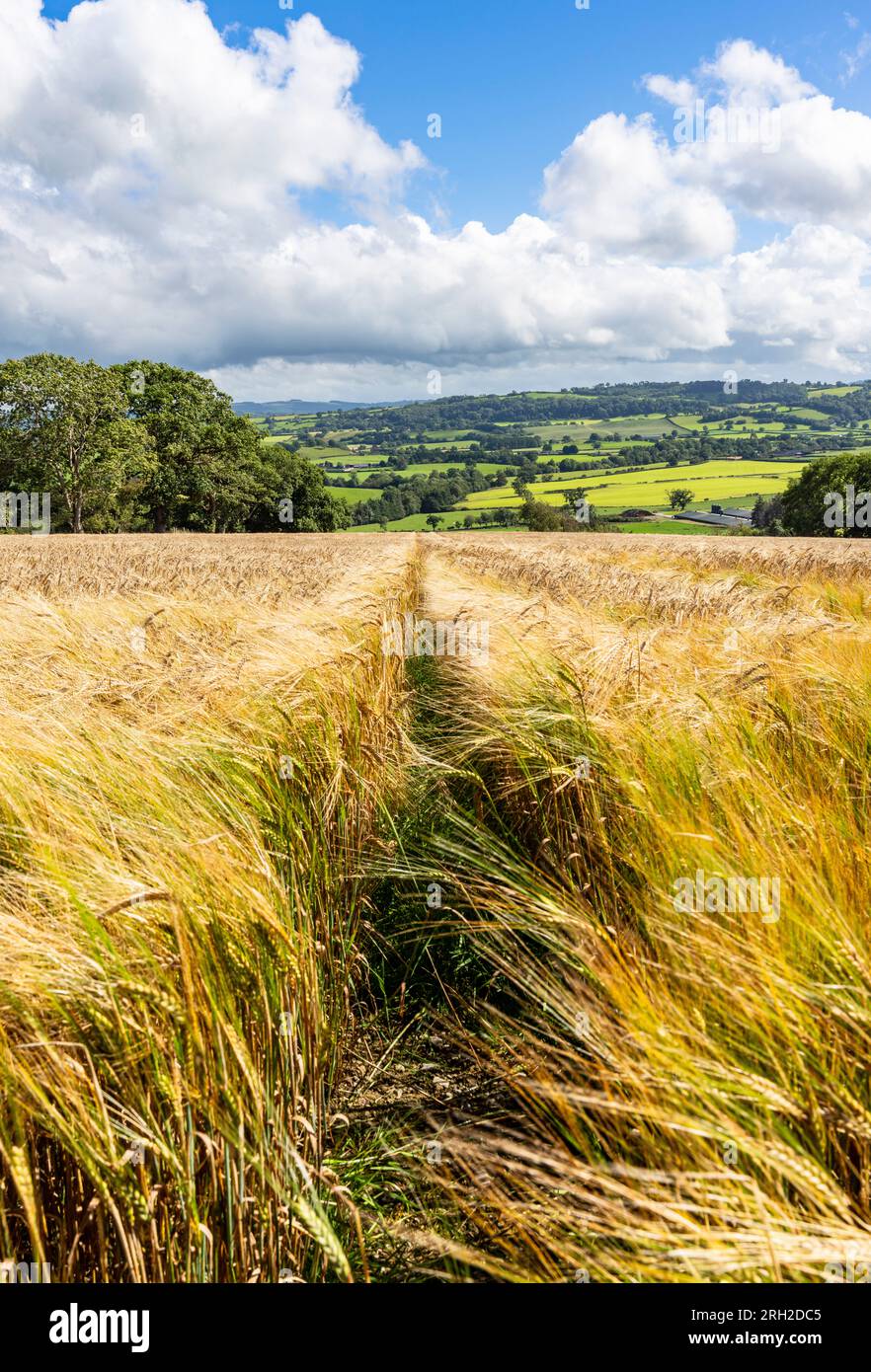 A wheat field near Welshpool in upland rural Wales Stock Photo Alamy