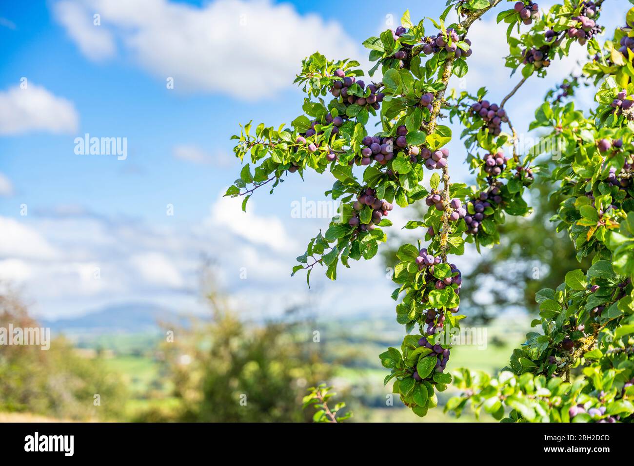 Wild damson tree with purple fruit in a hedgerow on a Welsh farm. Stock Photo