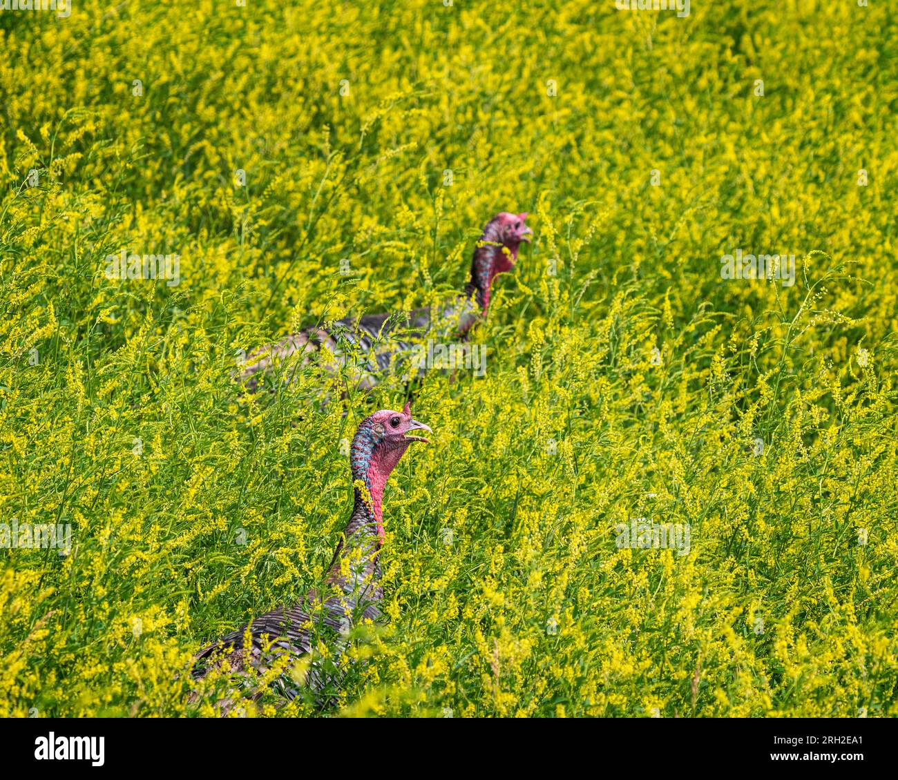 A flock of wild turkeys (Meleagris gallopavo) in a field of yellow flowers in the North Unit of Theodore Roosevelt National Park in North Dakota Stock Photo