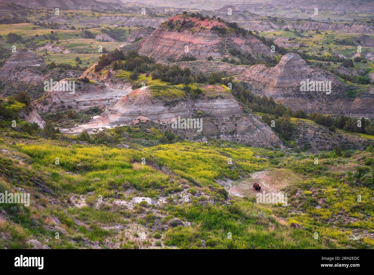 Male plains bison (bison bison) grazing amidst the colorful grasslands