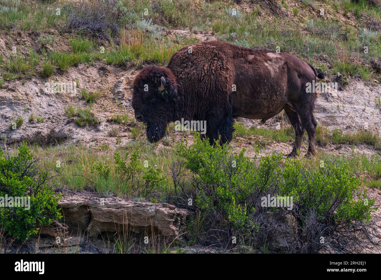 Plains bison (bison bison) in the South Unit of Theodore Roosevelt