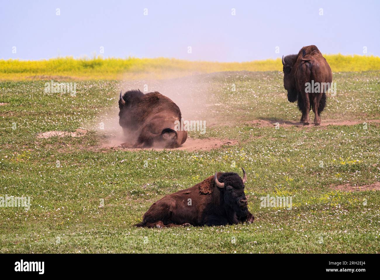 Plains bison (bison bison) in the South Unit of Theodore Roosevelt