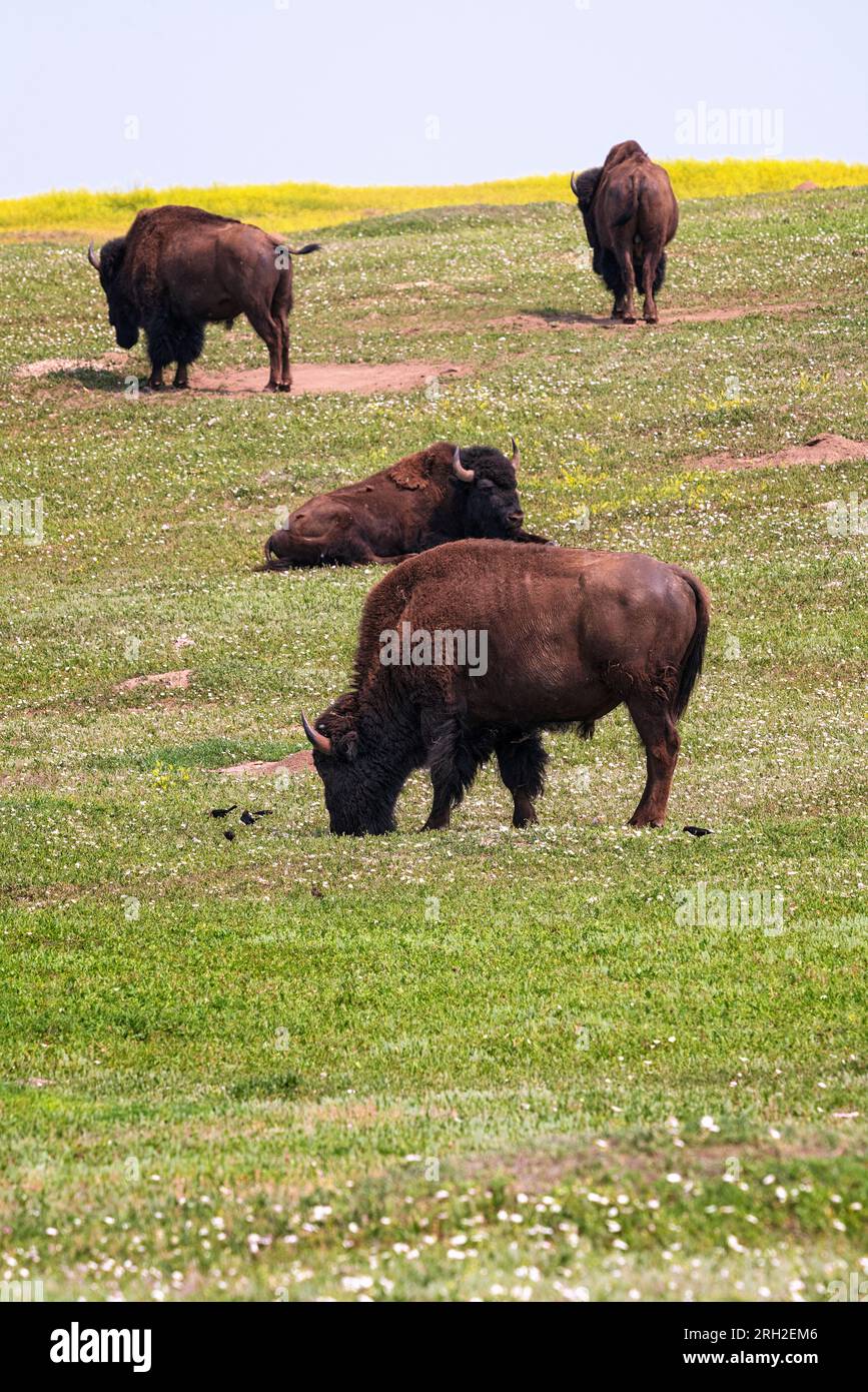 Plains Bison (bison Bison) In The South Unit Of Theodore Roosevelt ...