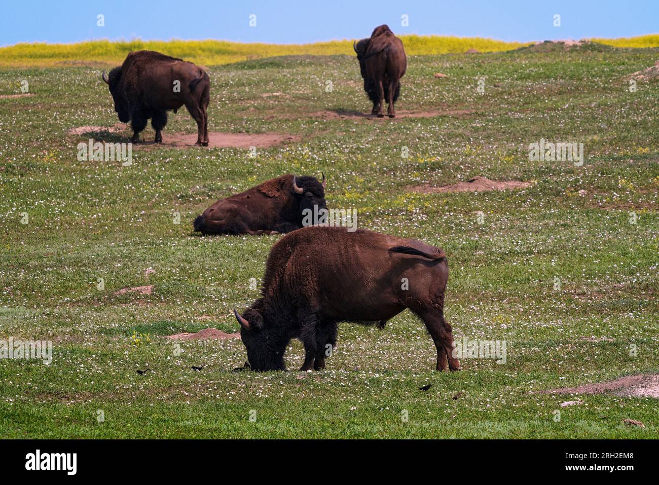 Plains bison (bison bison) in the South Unit of Theodore Roosevelt