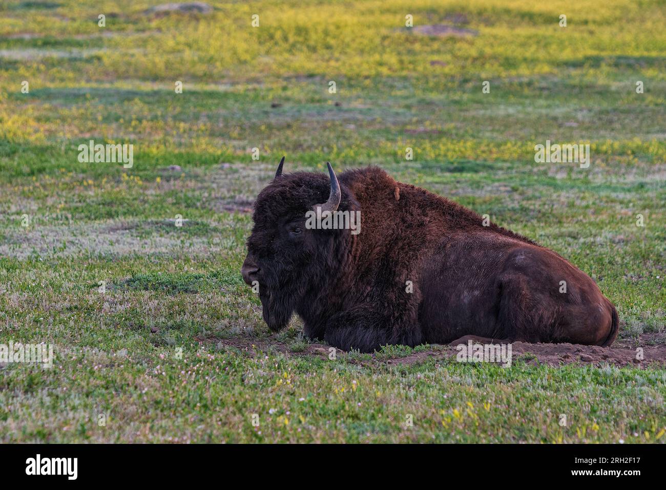 Plains bison (bison bison) lying in a field at Theodore Roosevelt