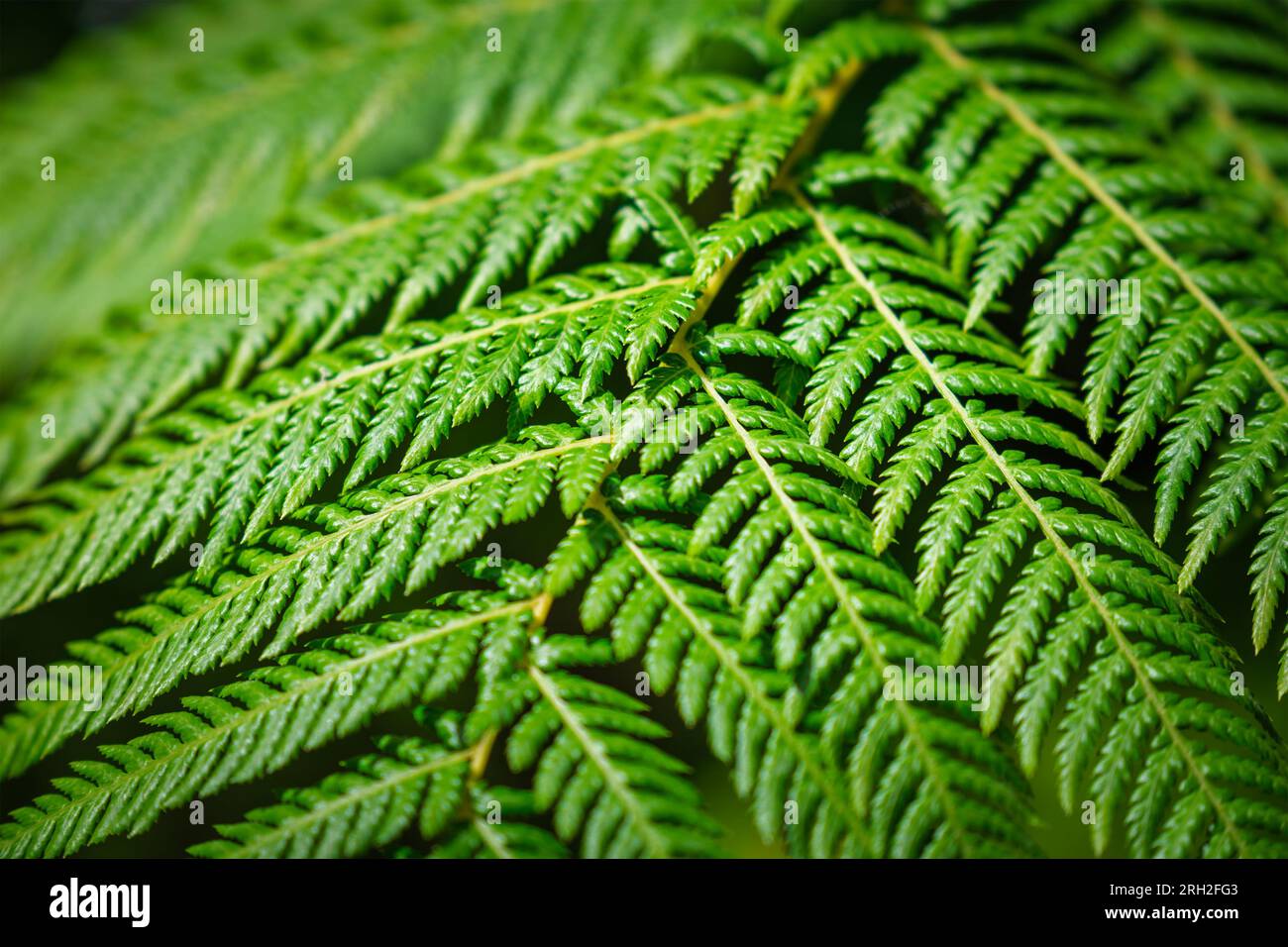 Sphaeropteris cooperi or Cyathea cooperi lacy tree fern, scaly tree fern Stock Photo