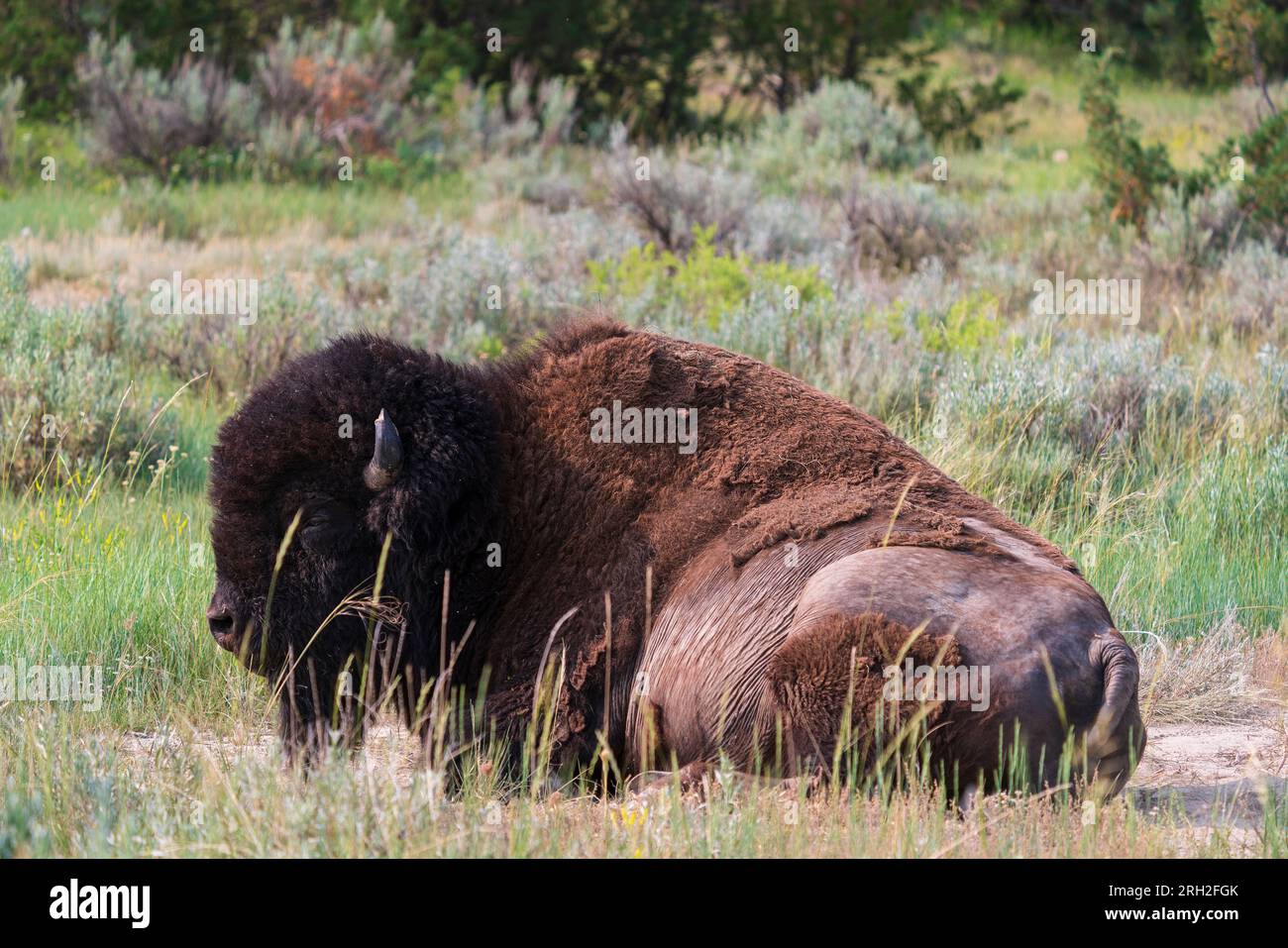 Plains bison (bison bison) in the North Unit of Theodore Roosevelt National Park in North Dakota Stock Photo