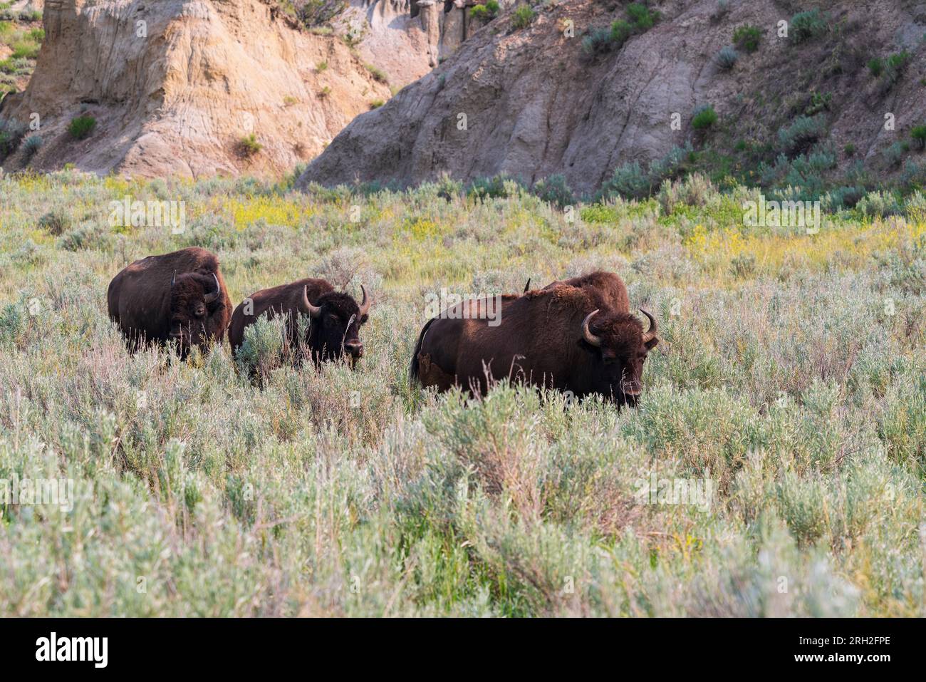 Plains bison (bison bison) in the North Unit of Theodore Roosevelt National Park in North Dakota Stock Photo