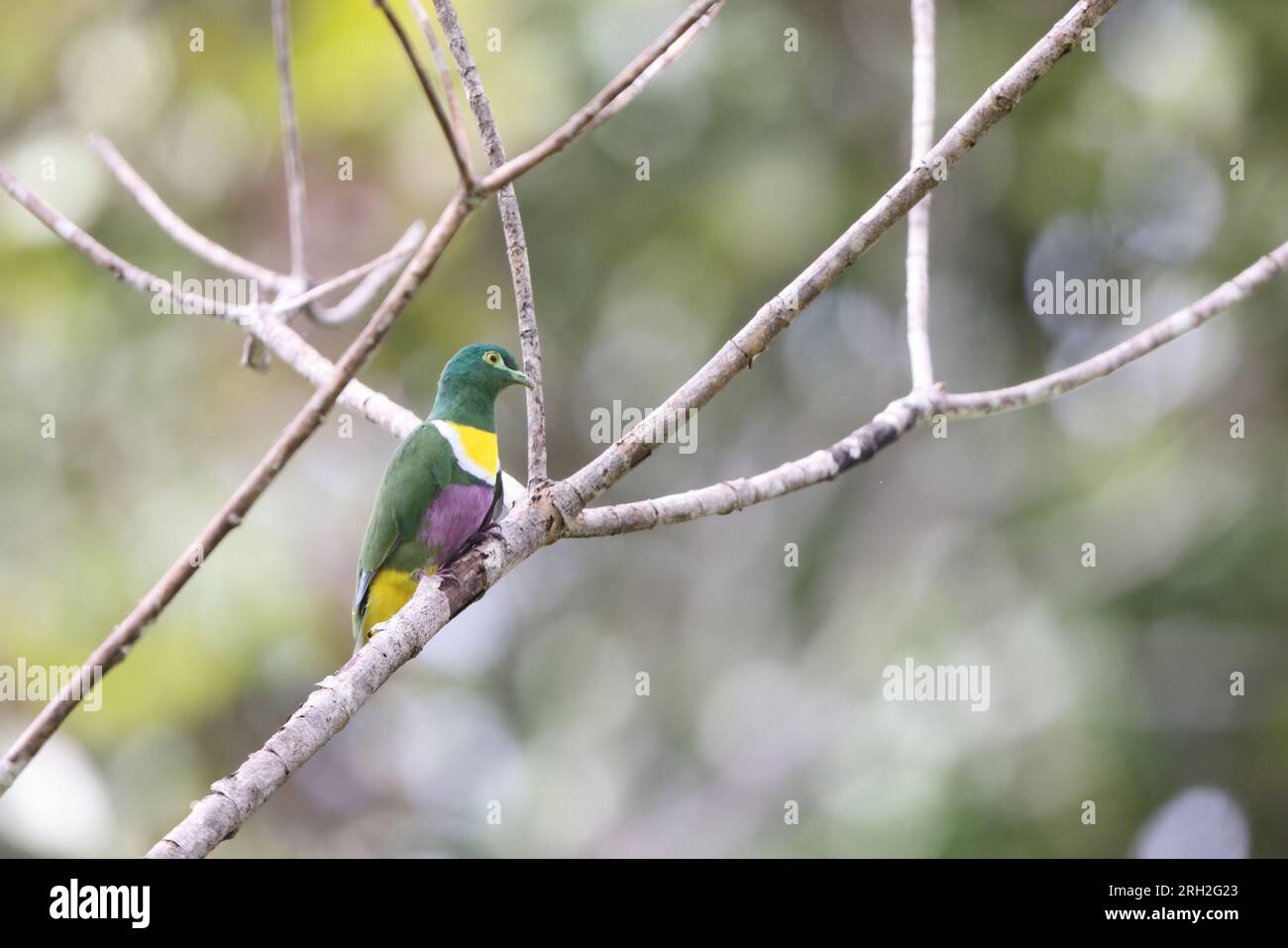 Geelvink fruit dove (Ptilinopus speciosus) is a species of bird in the family Columbidae. This photo was taken in Biak island. Stock Photo