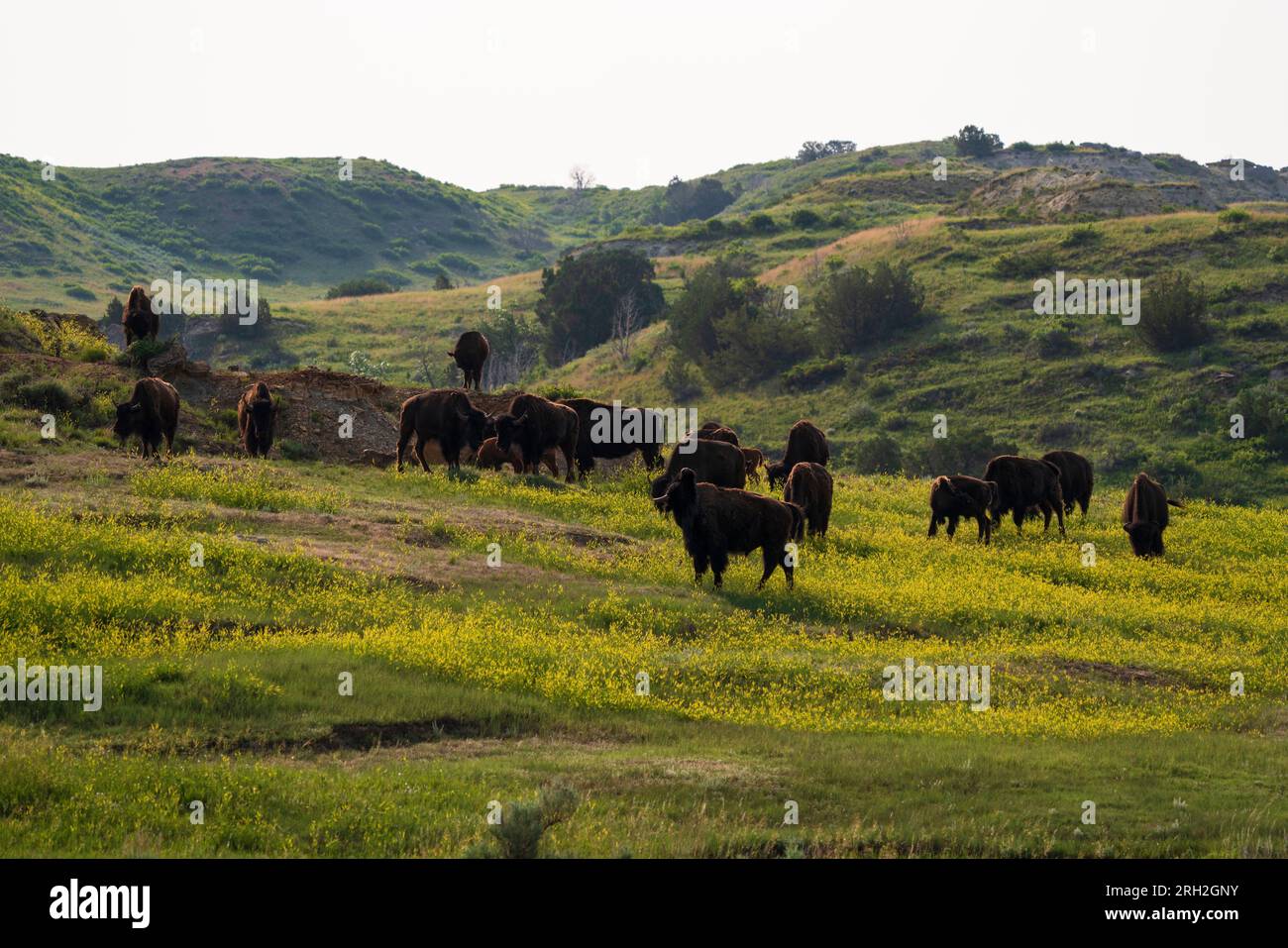 Plains Bison (bison Bison) In The South Unit Of Theodore Roosevelt ...