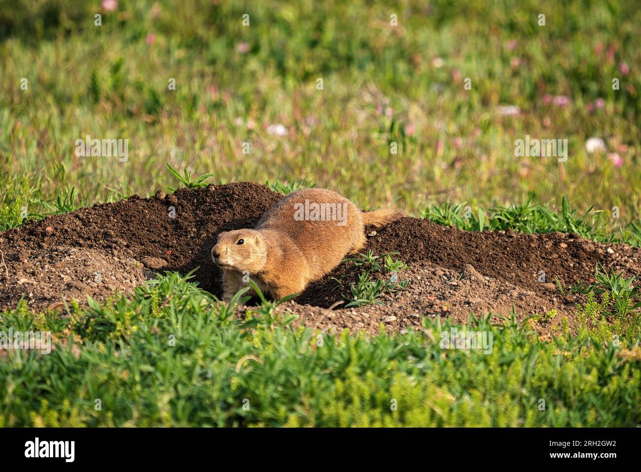 Black tailed prairie dog (Cynomys ludovicianus) on a summer day in the South Unit of Theodore Roosevelt National Park outside Medora, North Dakota Stock Photo