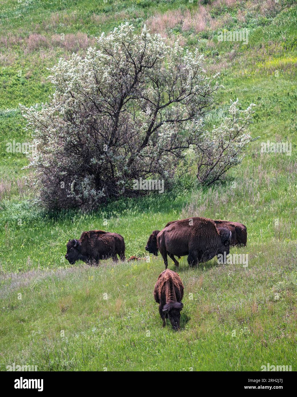 Plains bison (bison bison) at the Frontier Village in Jamestown, North