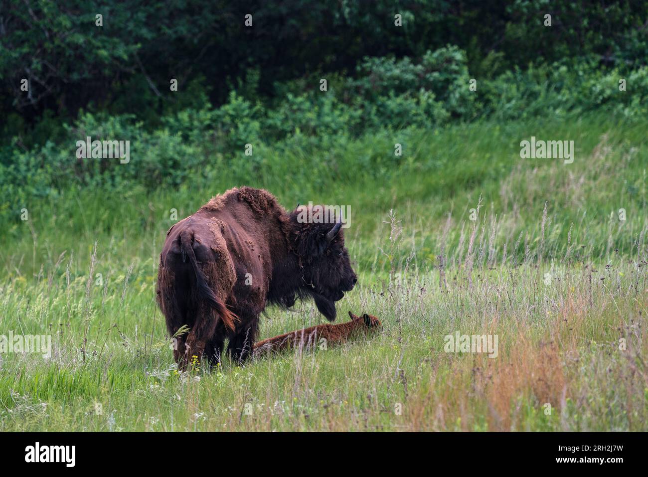 Plains bison (bison bison) at the Frontier Village  in Jamestown, North Dakota Stock Photo