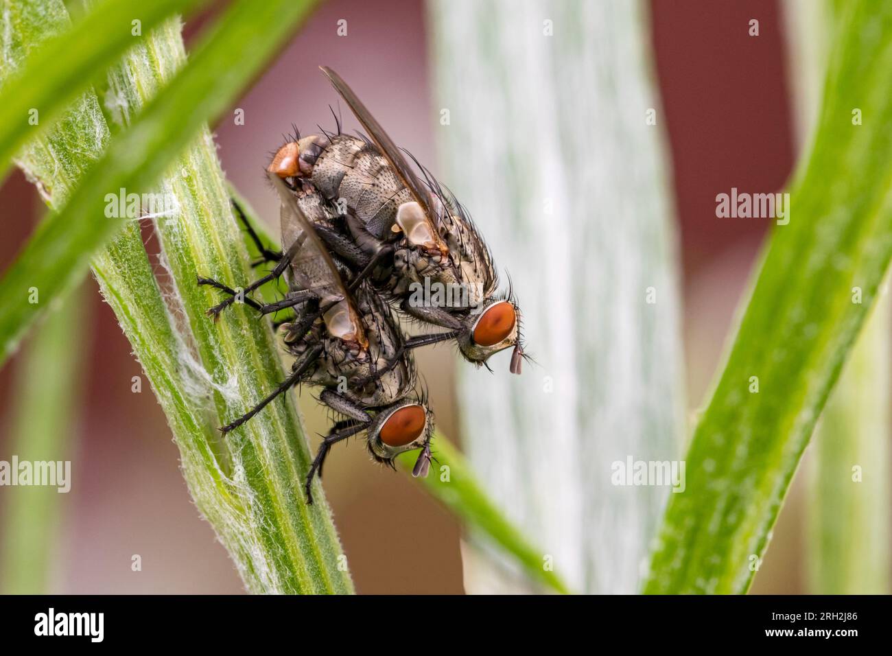 Flesh flies mating on plant. Insect and wildlife conservation, habitat preservation, and pest control concept. Stock Photo