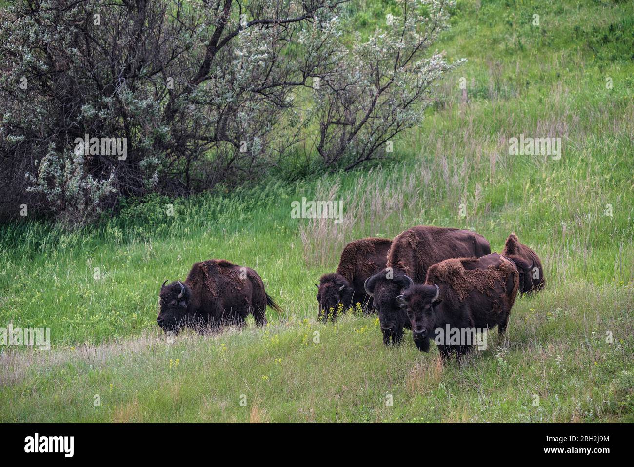 Plains bison (bison bison) at the Frontier Village in Jamestown, North