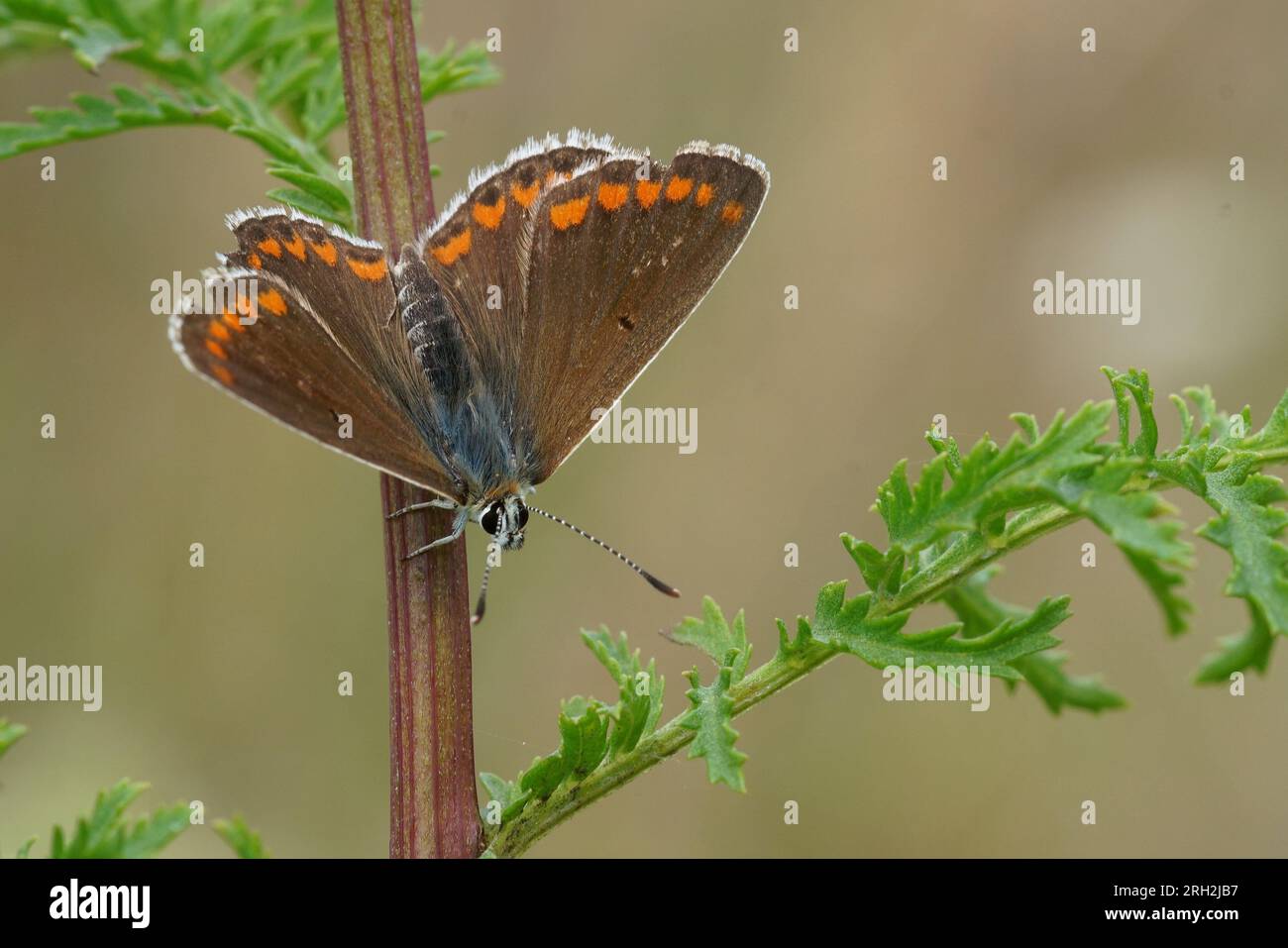 Natural closeup on a small Brown argus butterfly , Aricia agestis sunbathing with open wings Stock Photo