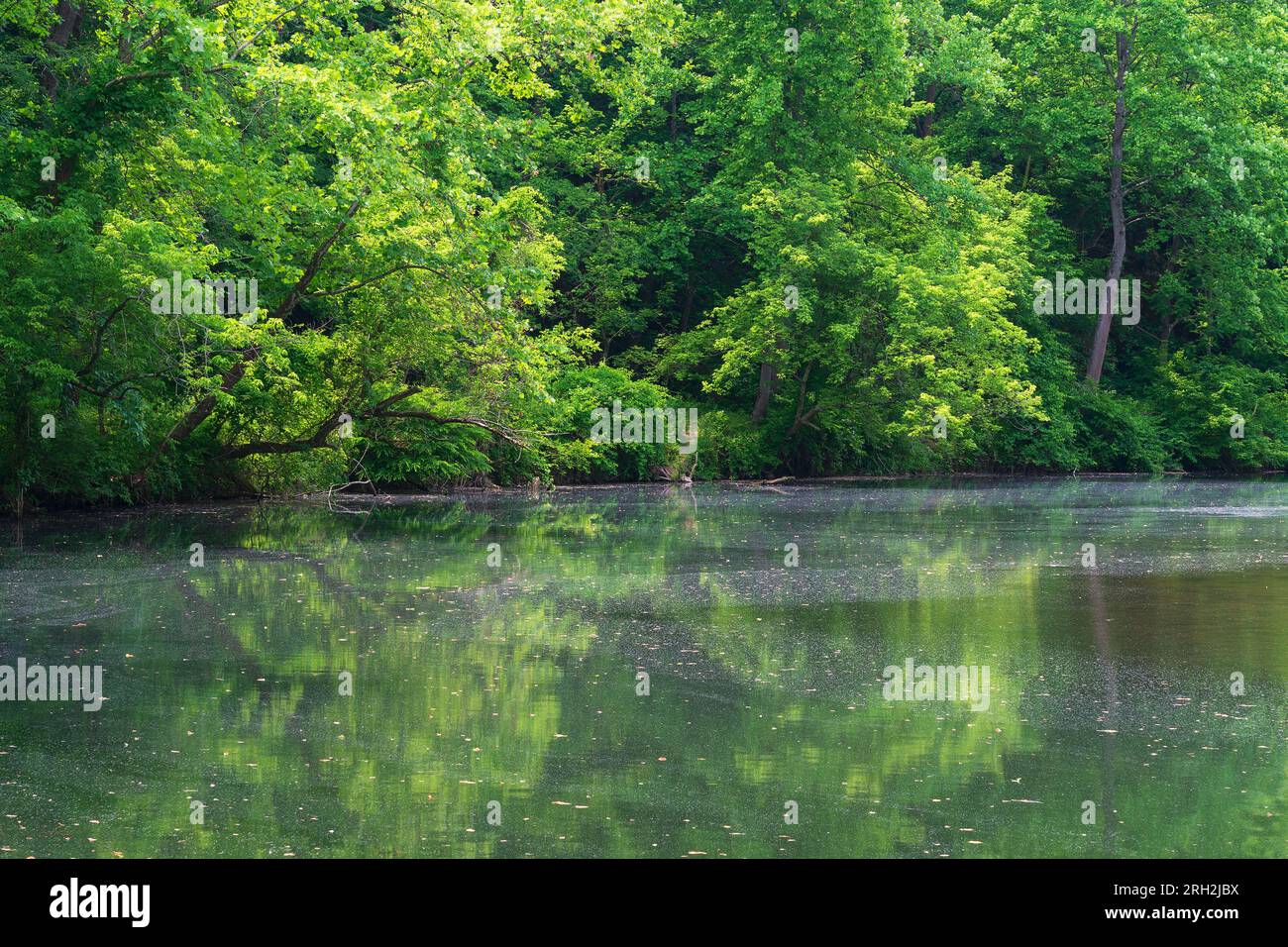 Summer foliage along the Patapsco River near Daniels Dam in Ellicott City, Maryland Stock Photo