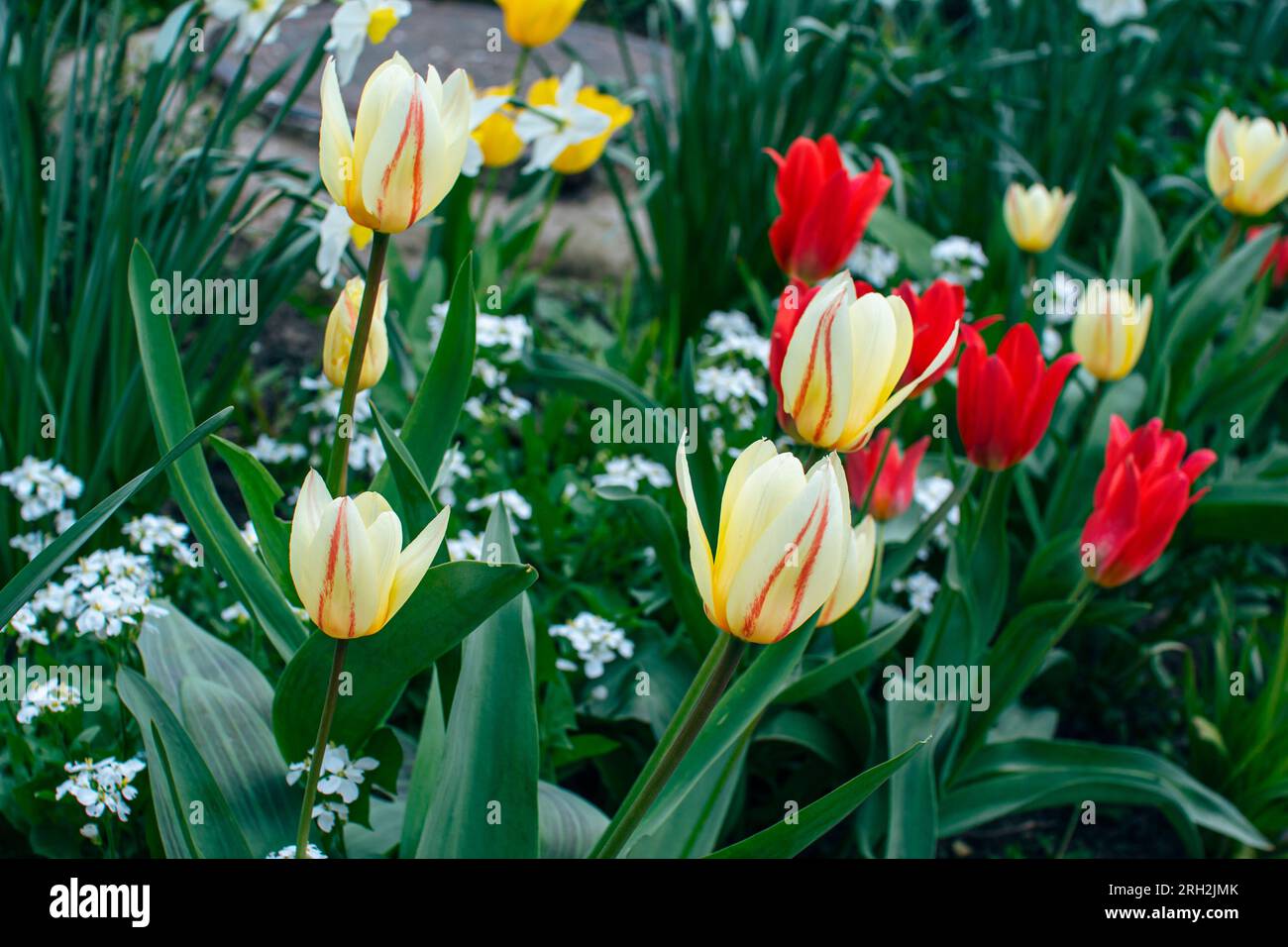 Beautiful blooming spring flowers hi-res stock photography and images ...