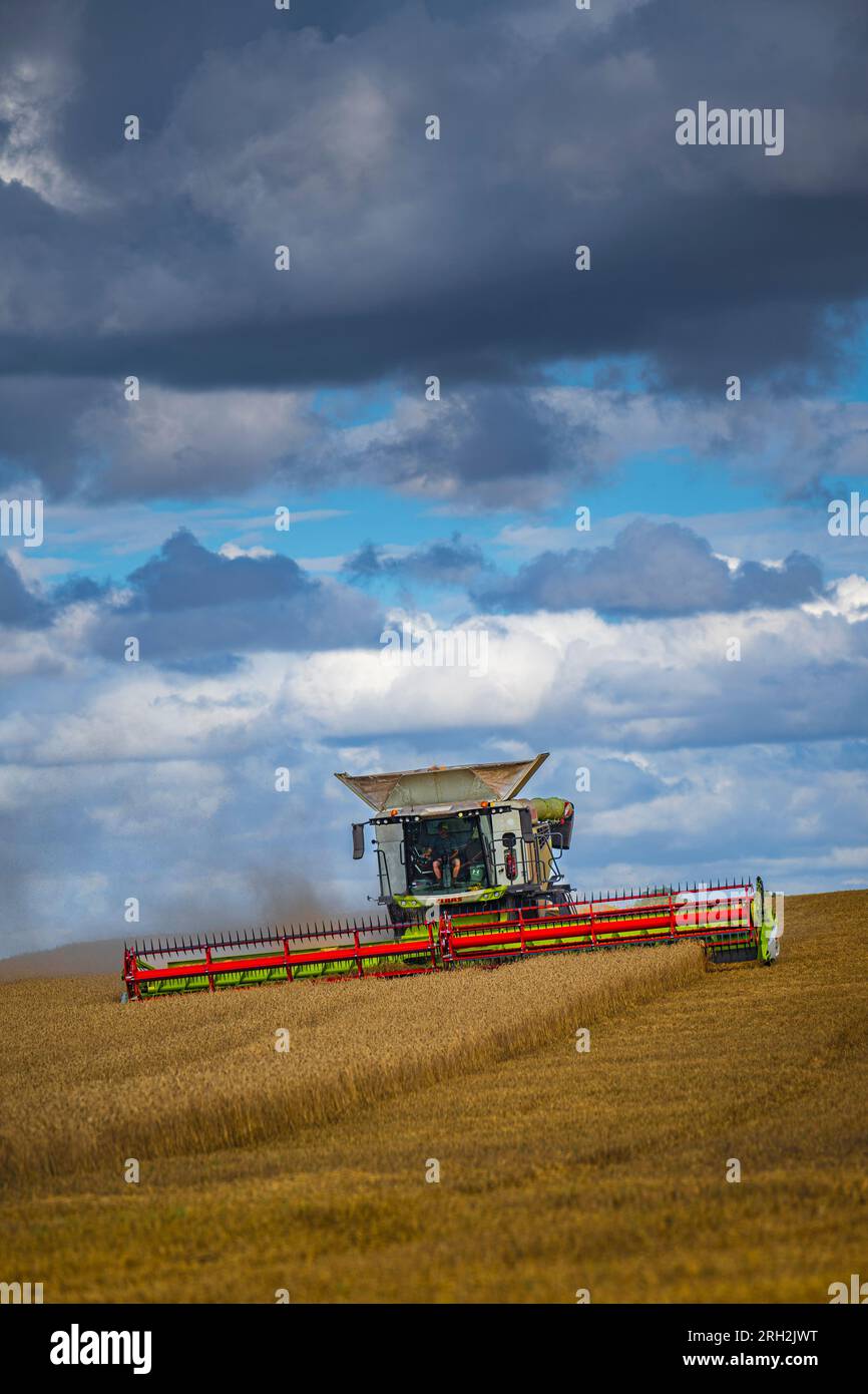 A combine harvester working in a field of wheat to harvest the corn under a stormy blue sky on a summer’s day in the UK Stock Photo