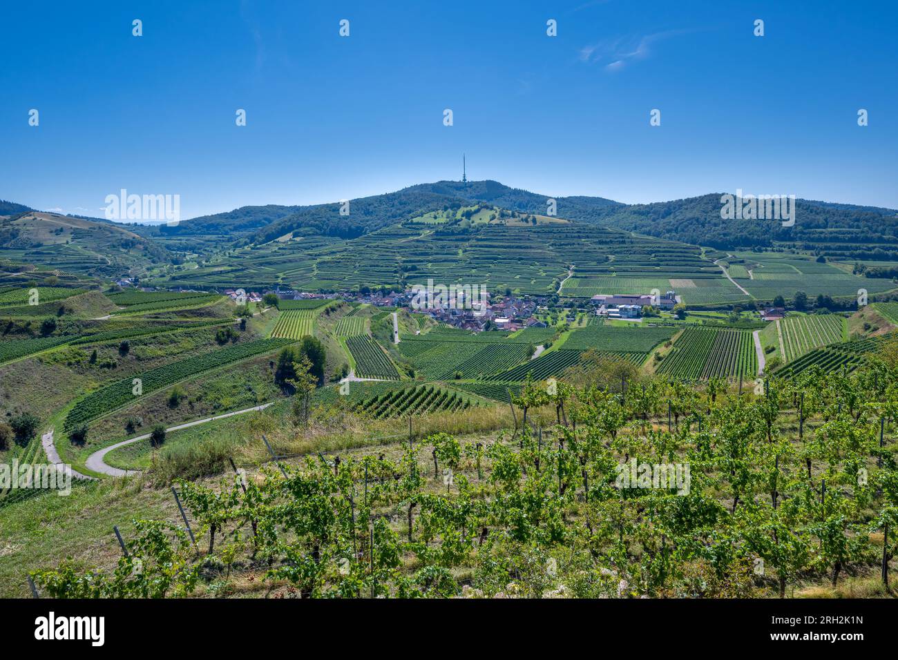 View of Oberberg and  the wine terraces from the Oberberg wine cooperative. Riesling grapes in the famous Bassgeige vineyard. Kaiserstuhl, Baden Wuert Stock Photo