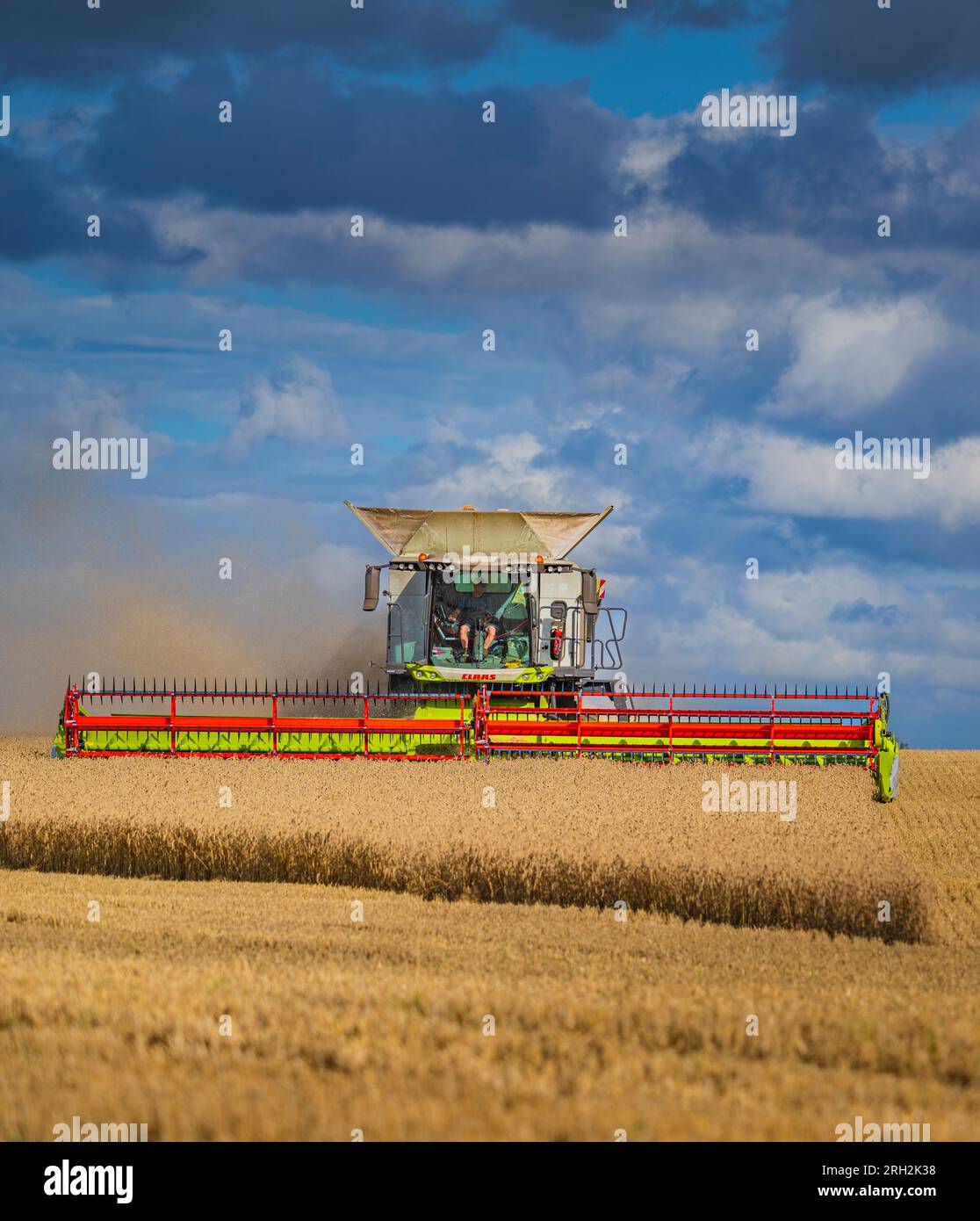 A combine harvester working in a field of wheat to harvest the corn under a stormy blue sky on a summer’s day in the UK Stock Photo