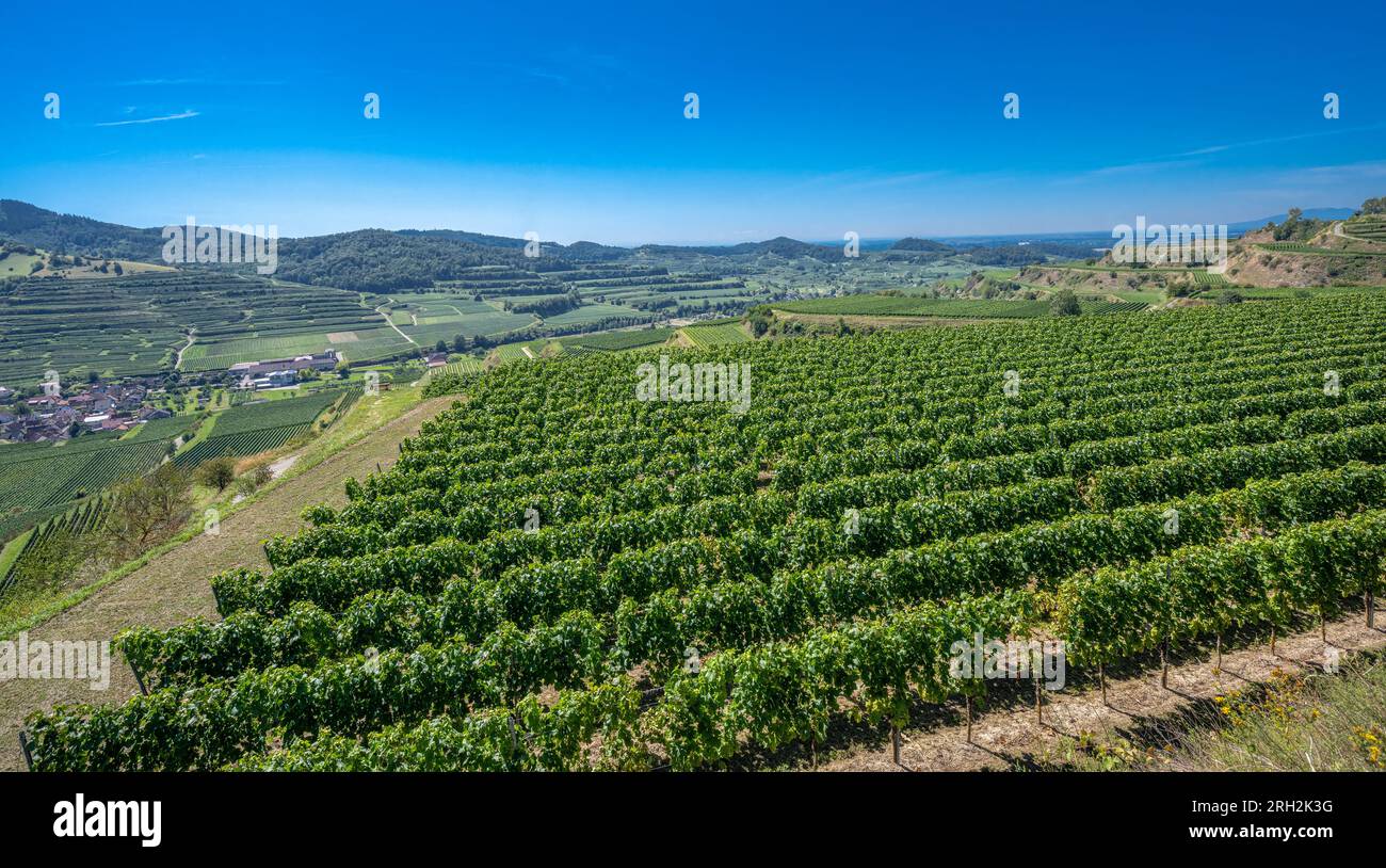 View of Oberberg and  the wine terraces from the Oberberg wine cooperative. Riesling grapes in the famous Bassgeige vineyard. Kaiserstuhl, Baden Wuert Stock Photo